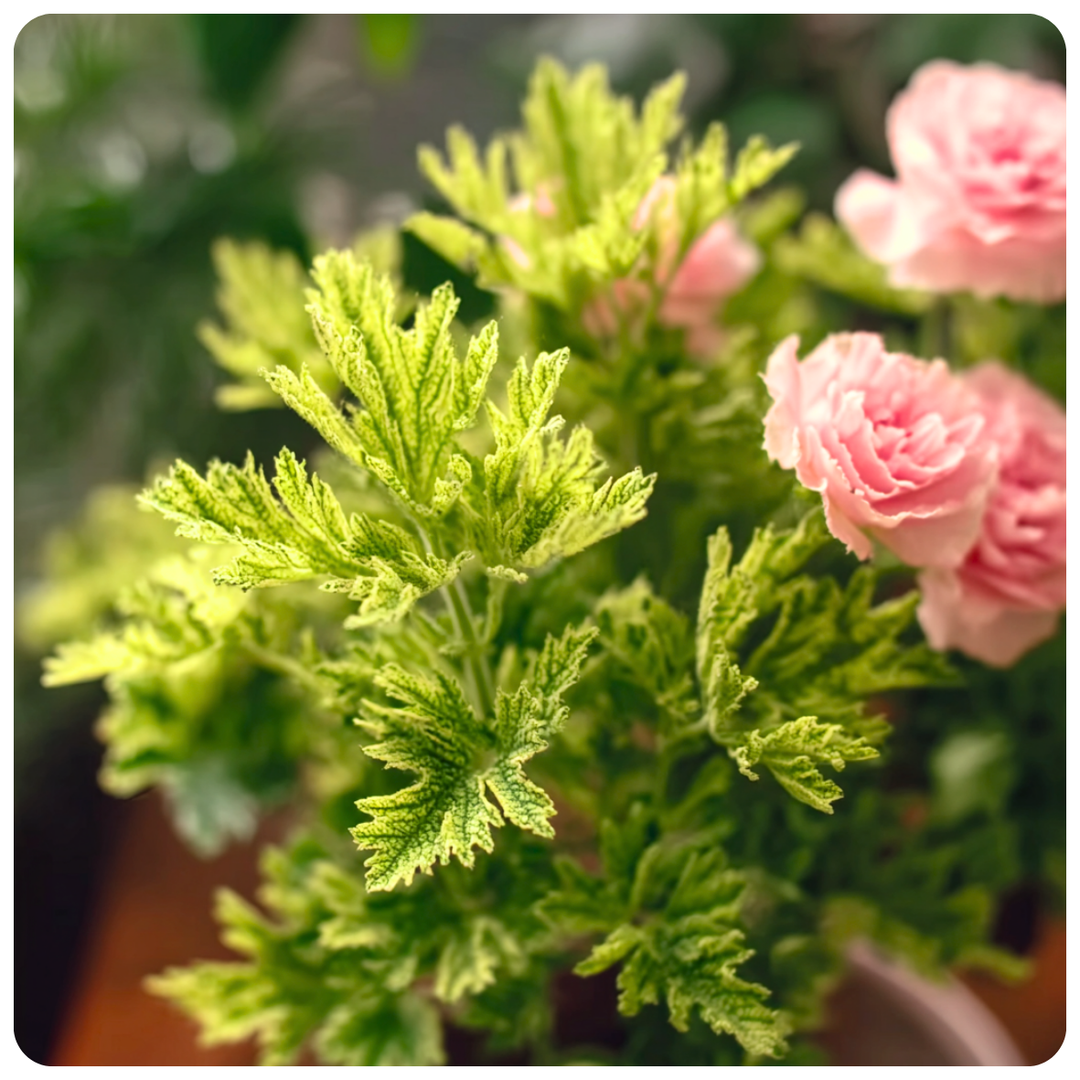 Citronella & Rose Fragrance Oil