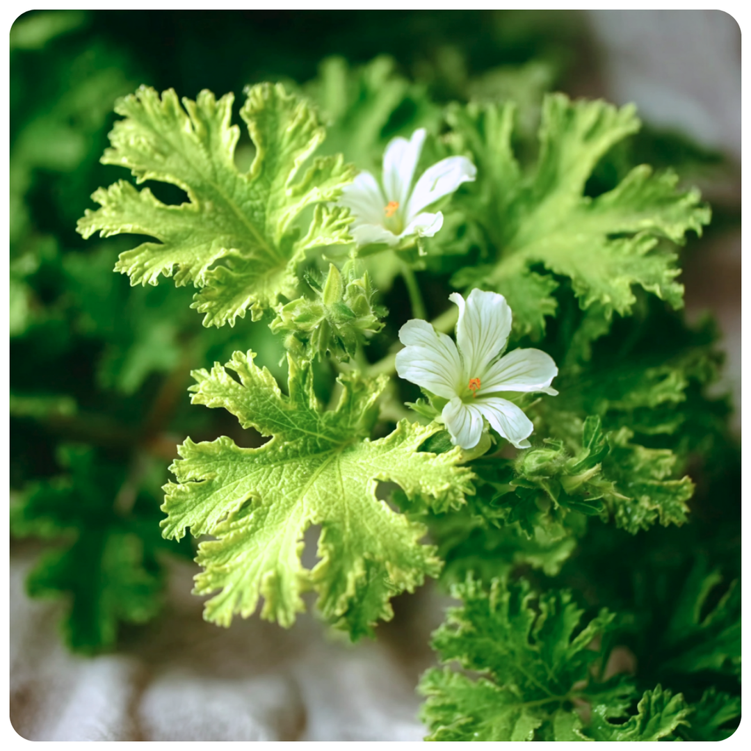 Citronella & Geranium Fragrance Oil