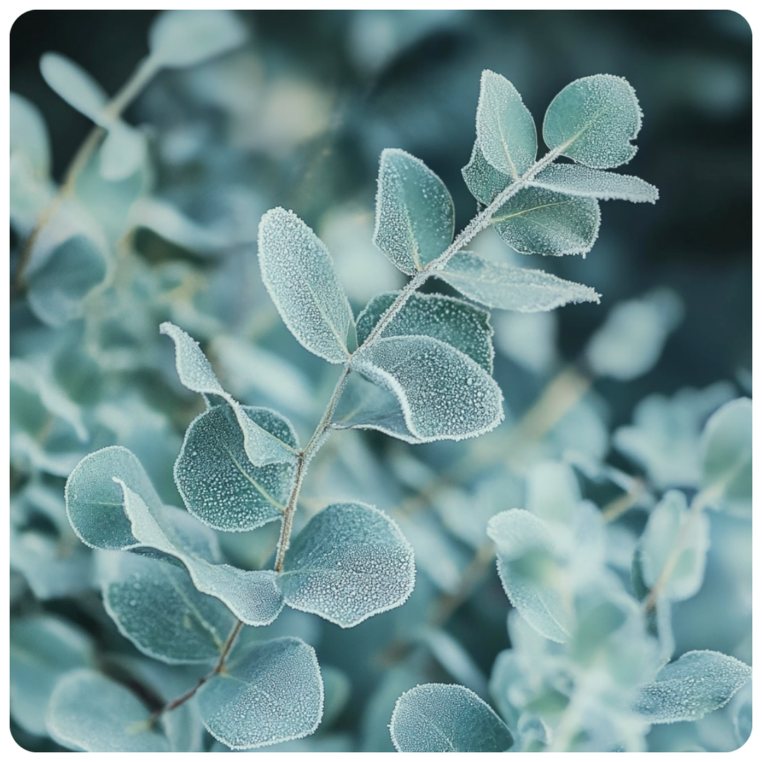 Lenny Frosted Eucalyptus Fragrance Oil