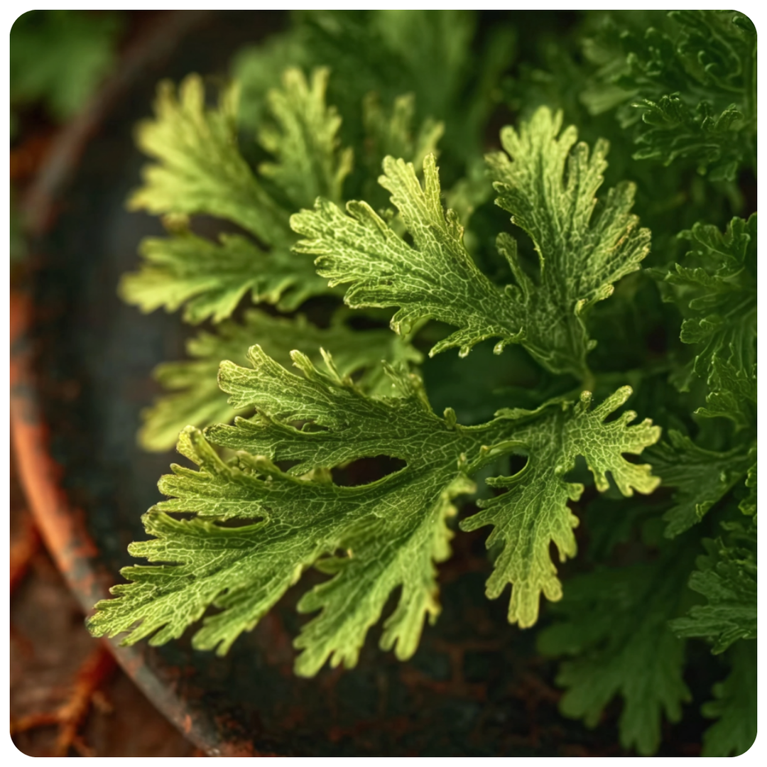 Citronella Fragrance Oil