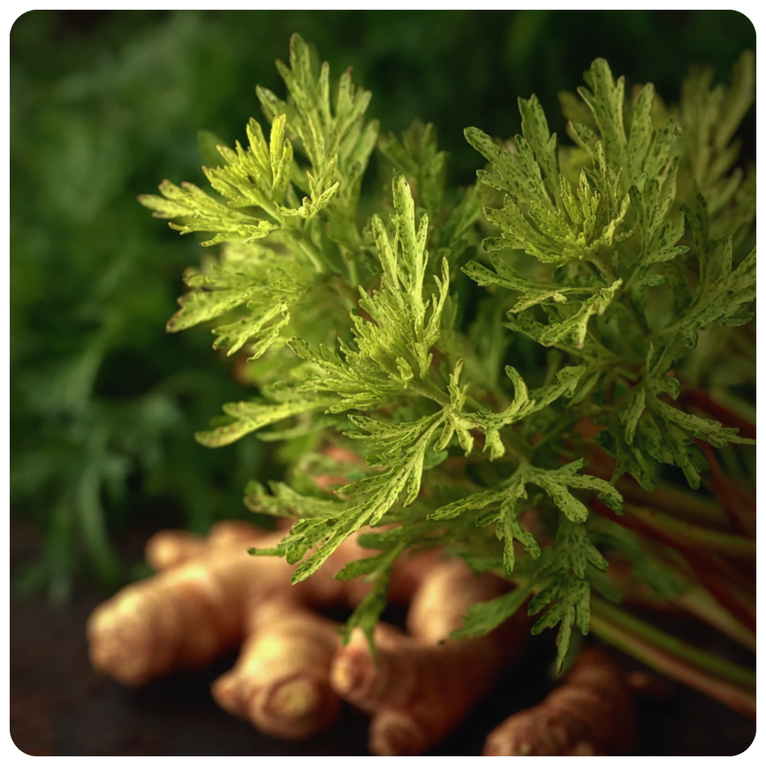 Citronella & Ginger Fragrance Oil