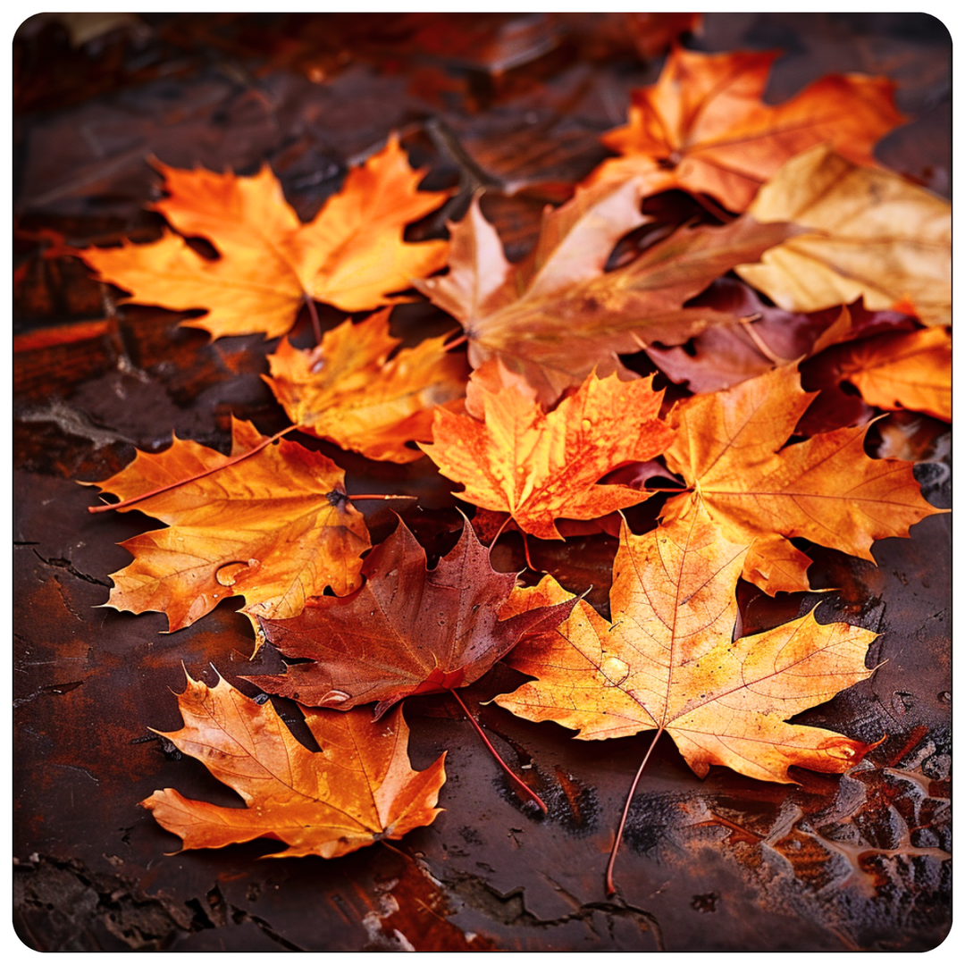 Autumn Leaves Fragrance Oil